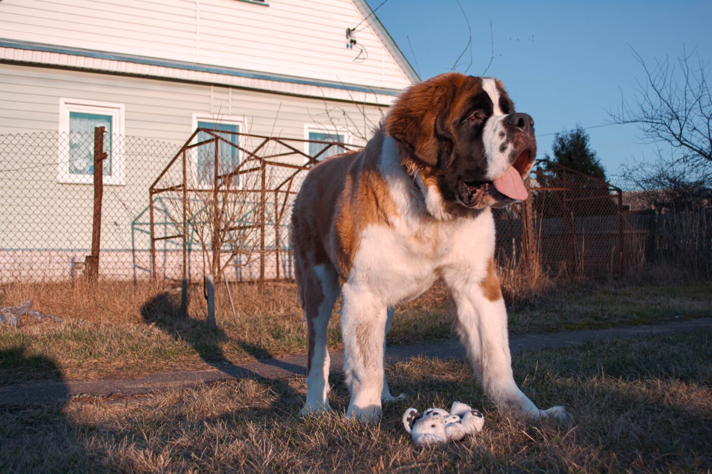 St. Bernard 3 1400x933 1