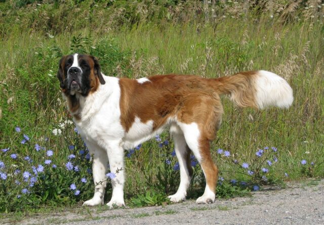 St. Bernard 3 e1679495196839