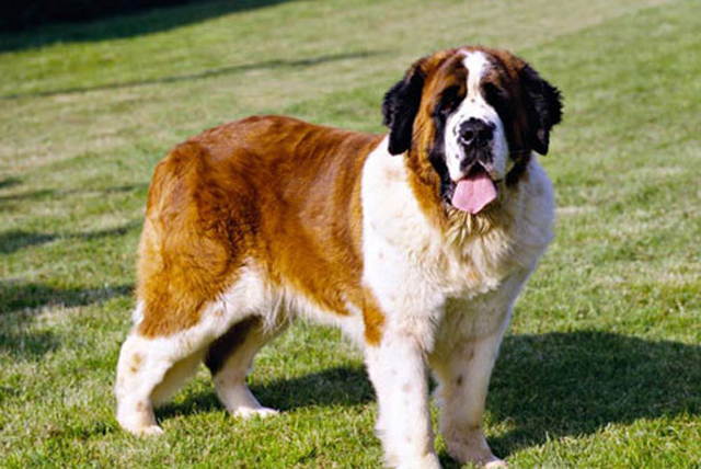 St.Bernards