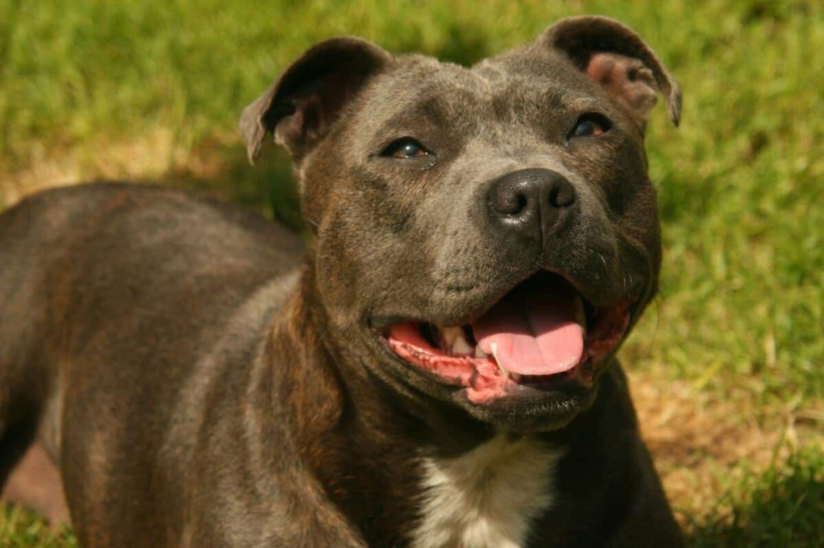 Staffordshire Bull Terrier 01 1 1 1 e1727339534565