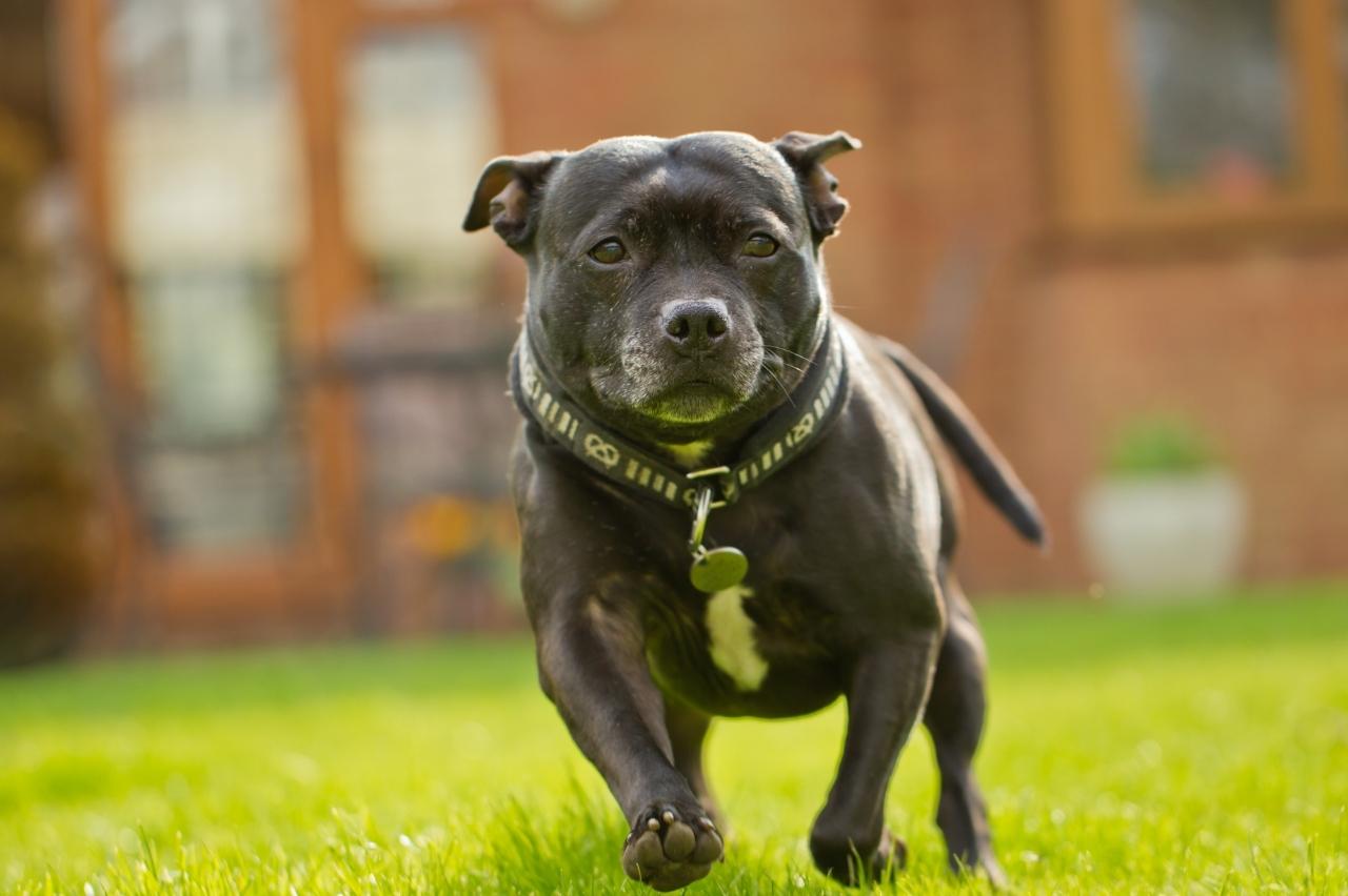 Best invisible dog fence for Staffordshire Bull Terriers