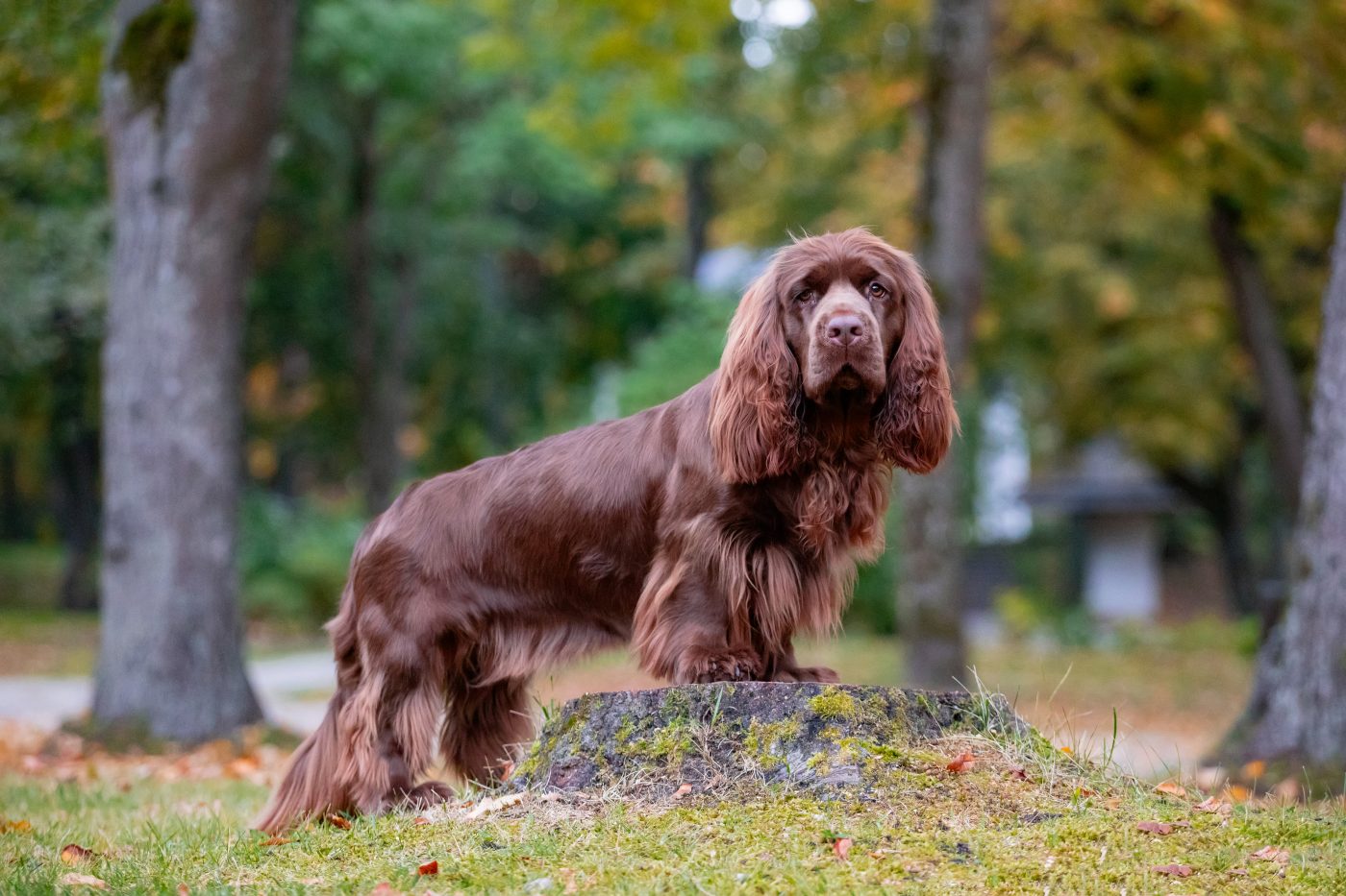 Sussex Spaniel2 1400x933 1