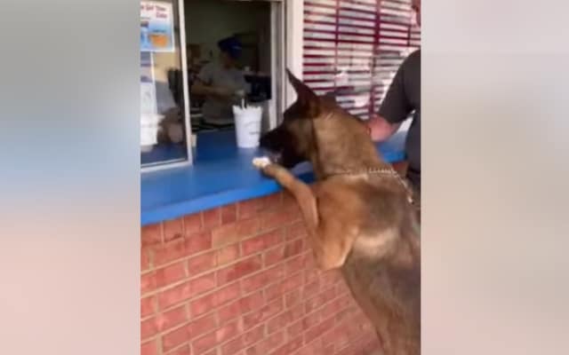 Sweet K9s Priceless Reaction to Getting an Ice Cream Treat 1