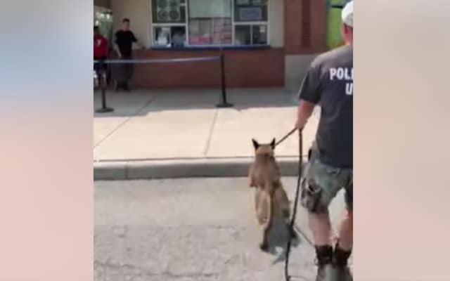 Sweet K9s Priceless Reaction to Getting an Ice Cream Treat