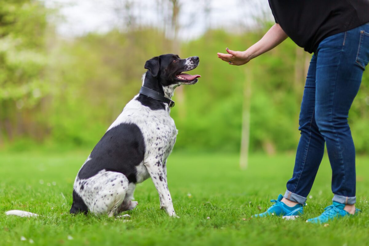 Teaching dog not to bark scaled e1726576734840 1 1