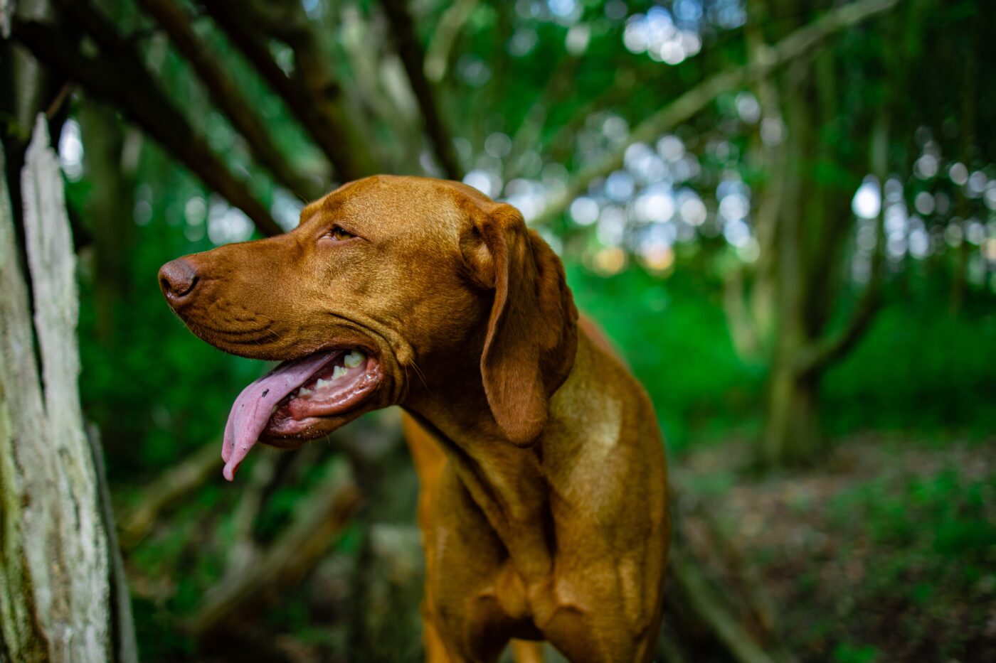 the best smart dog feeder for your Vizsla