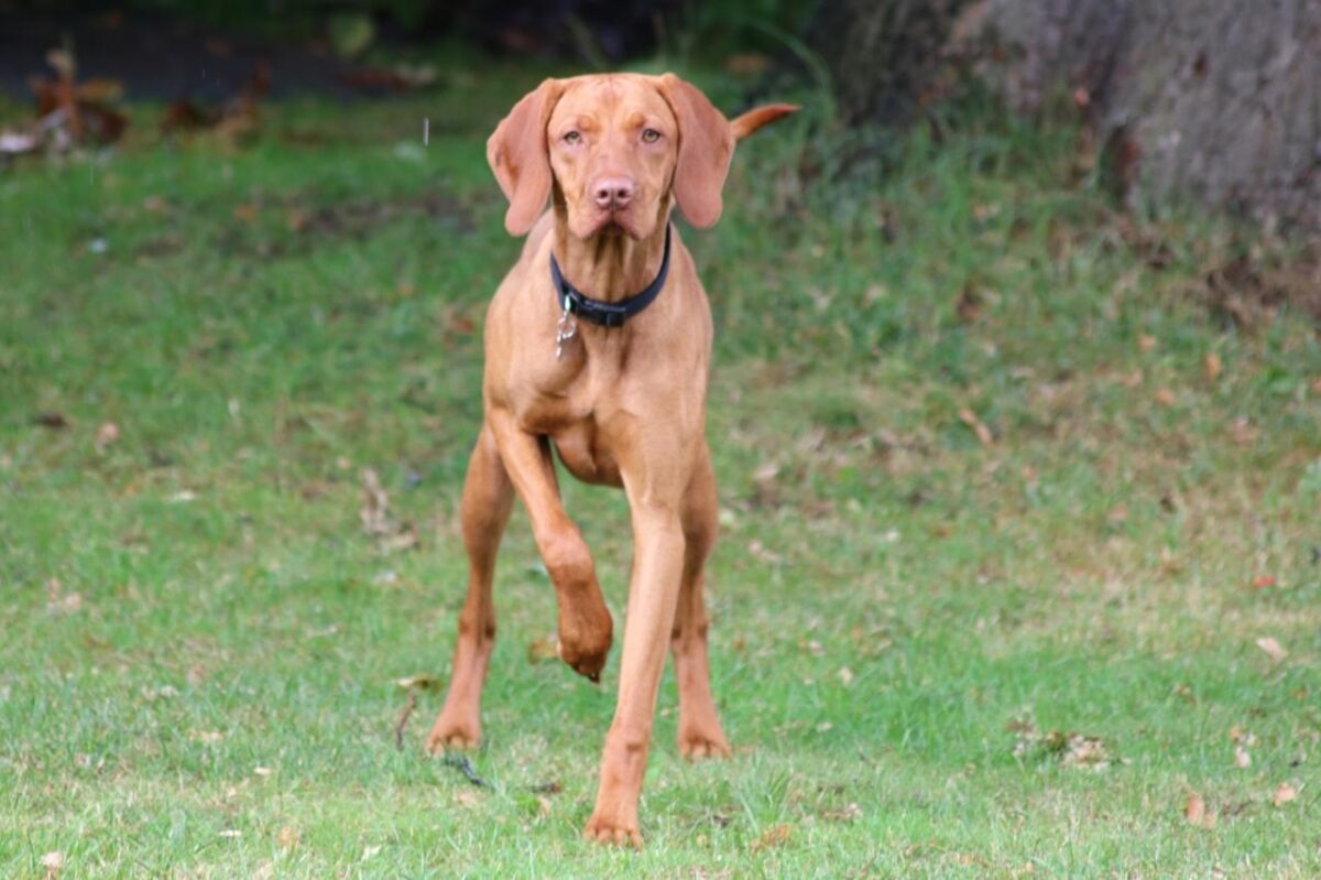 Vizsla 7 e1728405555634