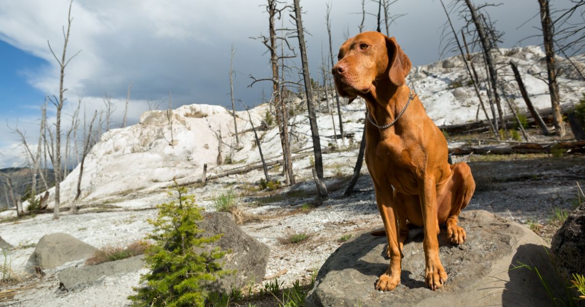 Vizsla