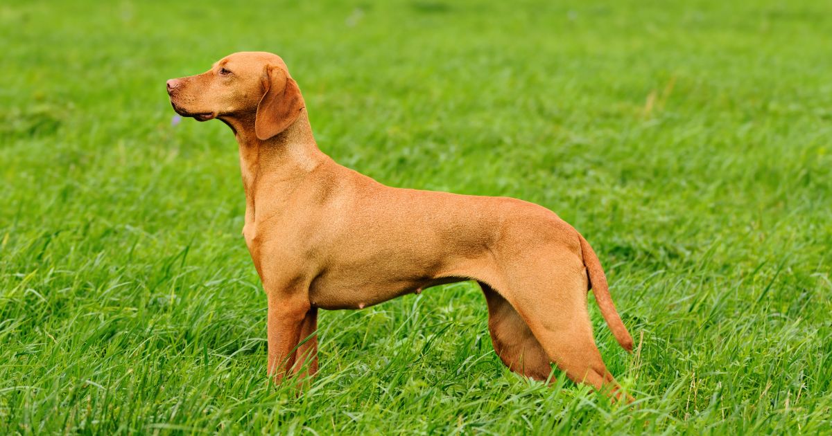 Vizsla Featured7