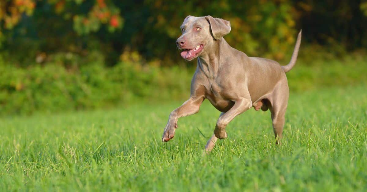 Weimaraner