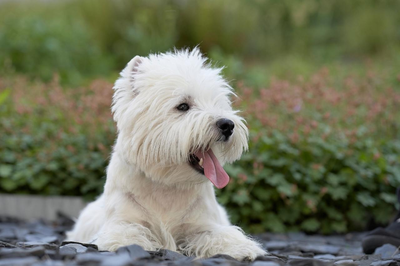 Best bully sticks for Westies