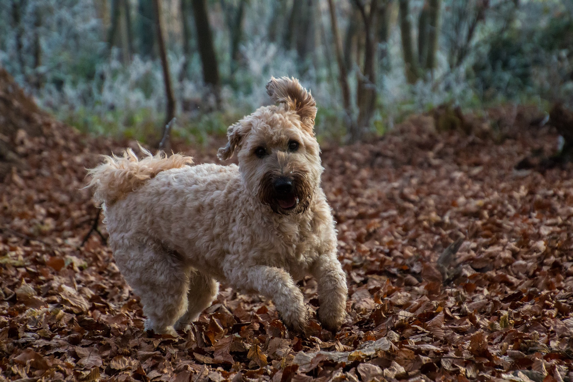 Wheaten Terrier running