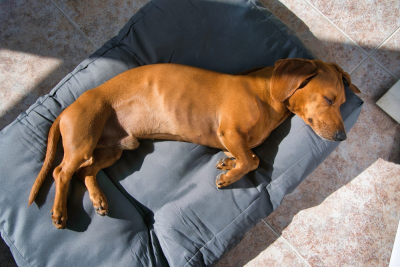 a dog sleeping on his bed