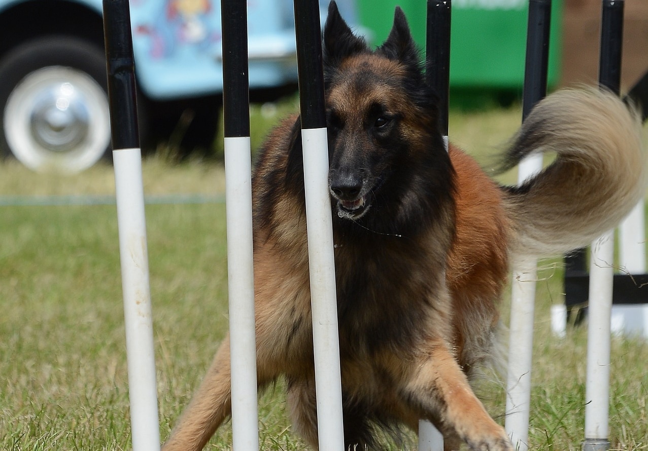 Belgian Tervuren