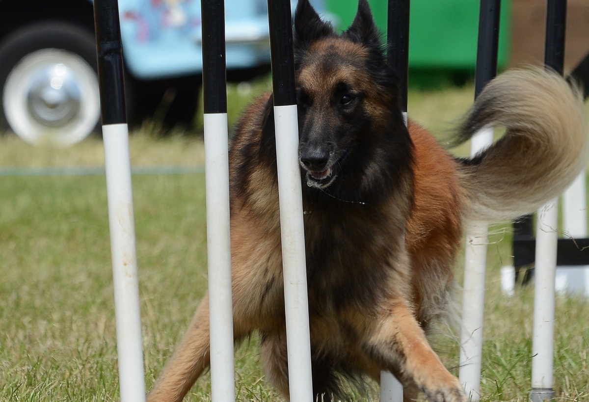 Belgian Tervuren