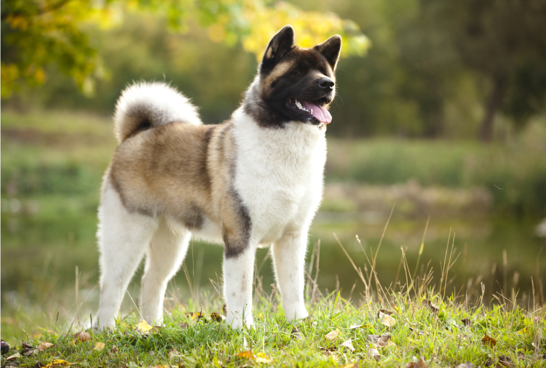 akita breed