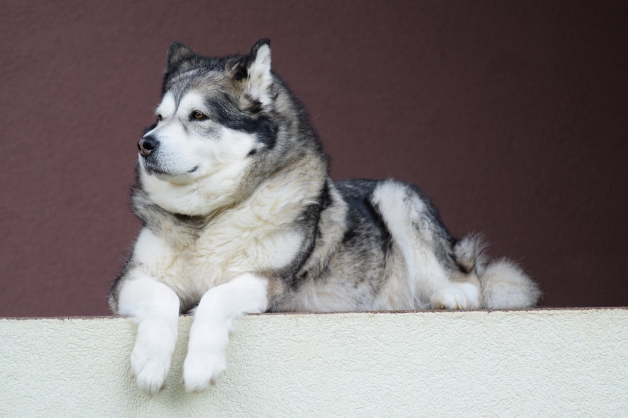 alaskan malamute 1531351 1280