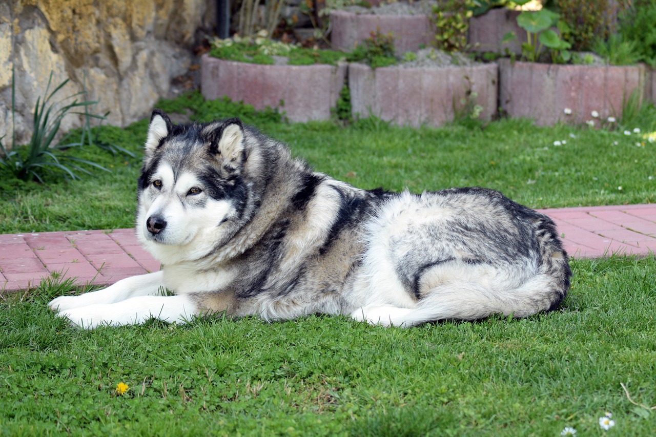 alaskan malamute 1533801 1280 3