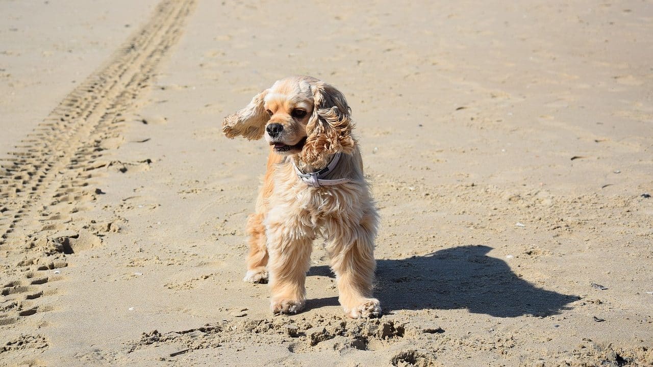 american cocker spaniel 506860 1280 edited