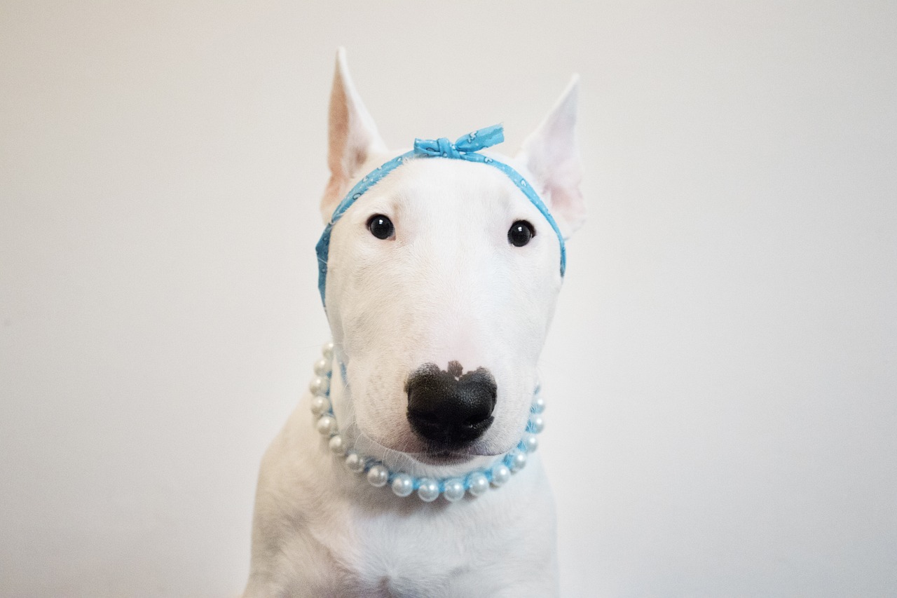 Miniature Bull Terrier