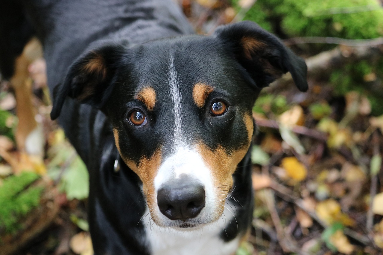 appenzeller sennenhund 3755014 1280