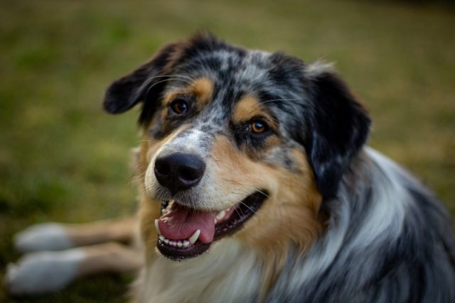 australian shepherd 5829196 1280 e1719054807845