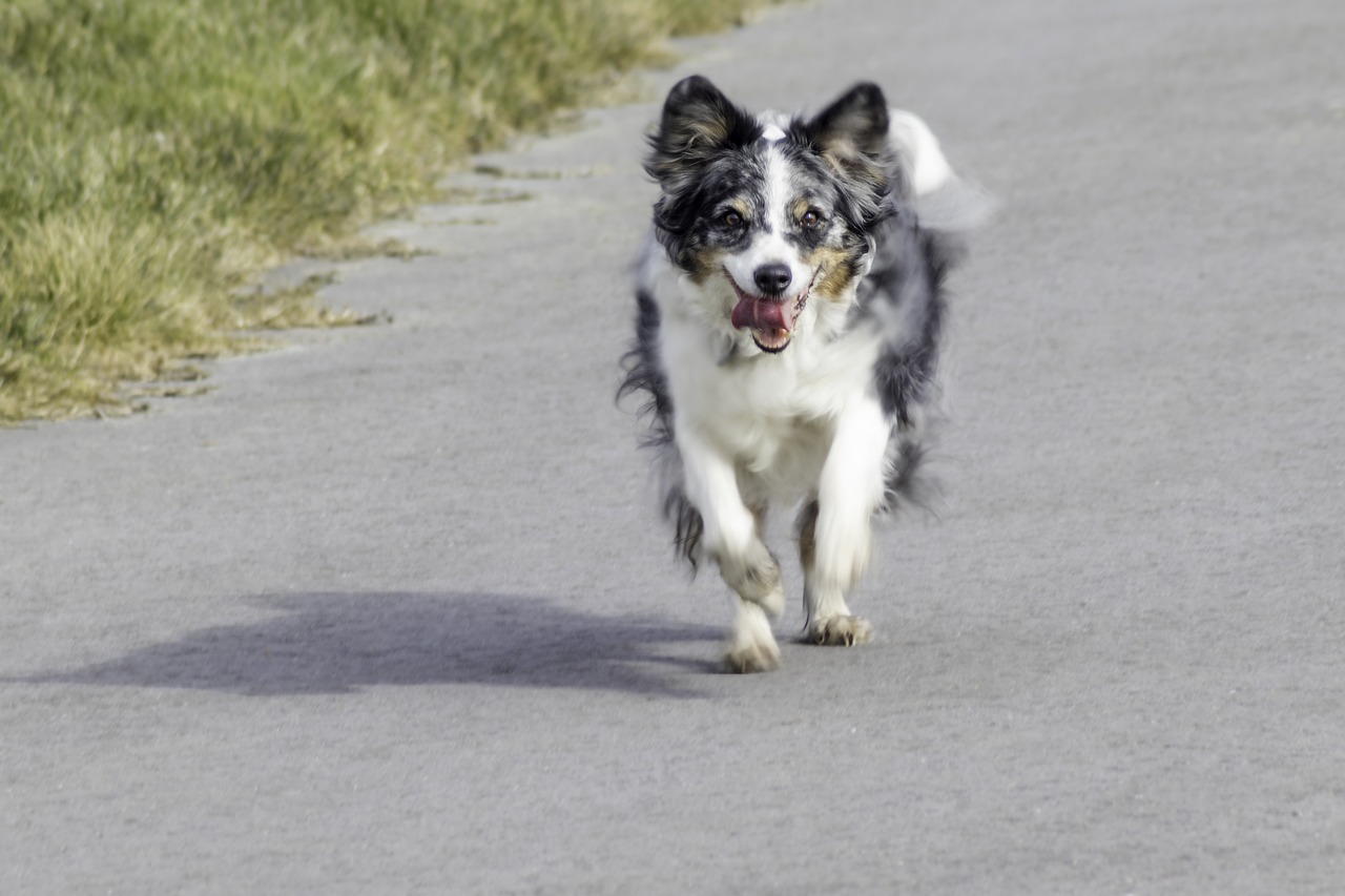 australian shepherd 7059386 1280 2