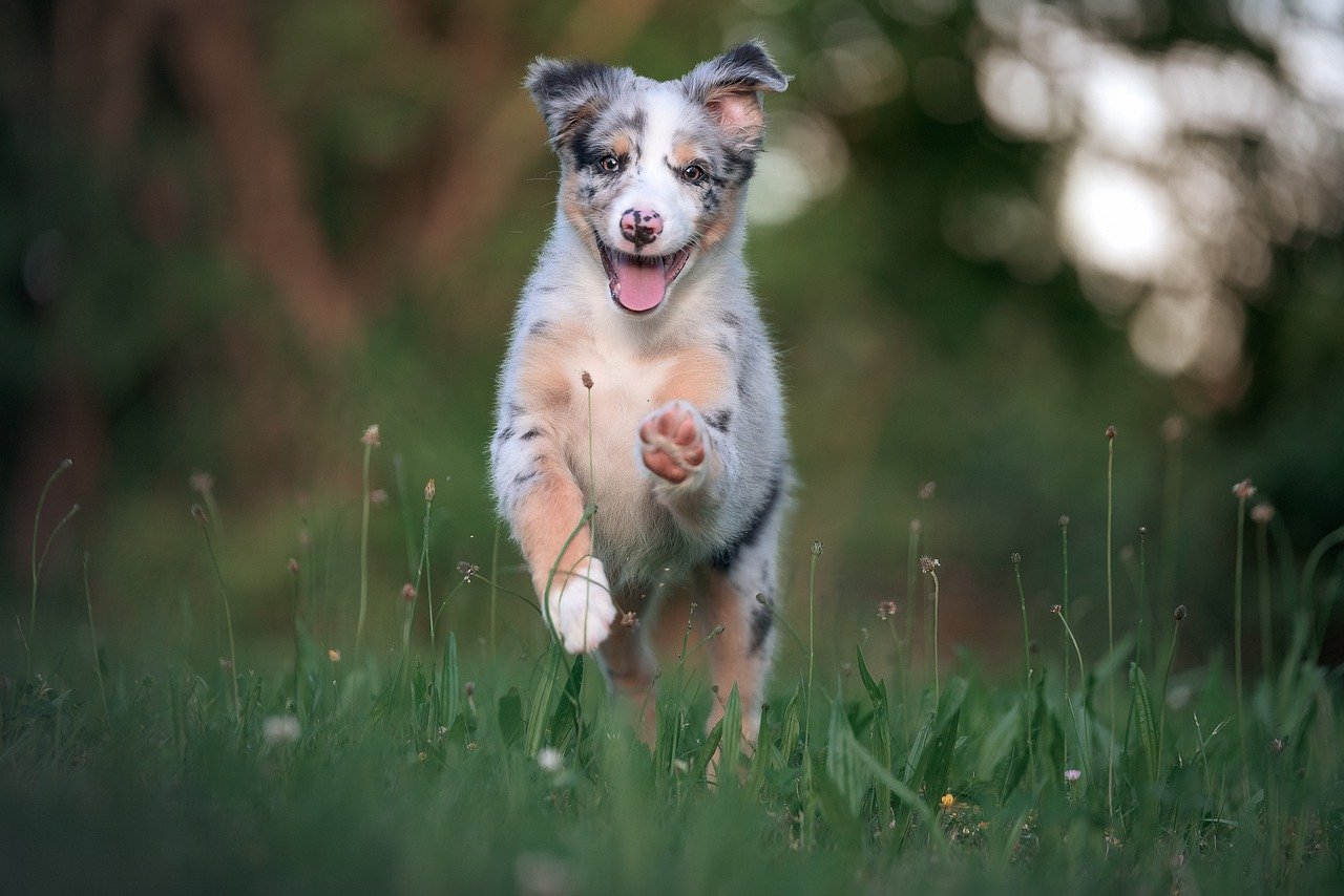 Australian Shepherd