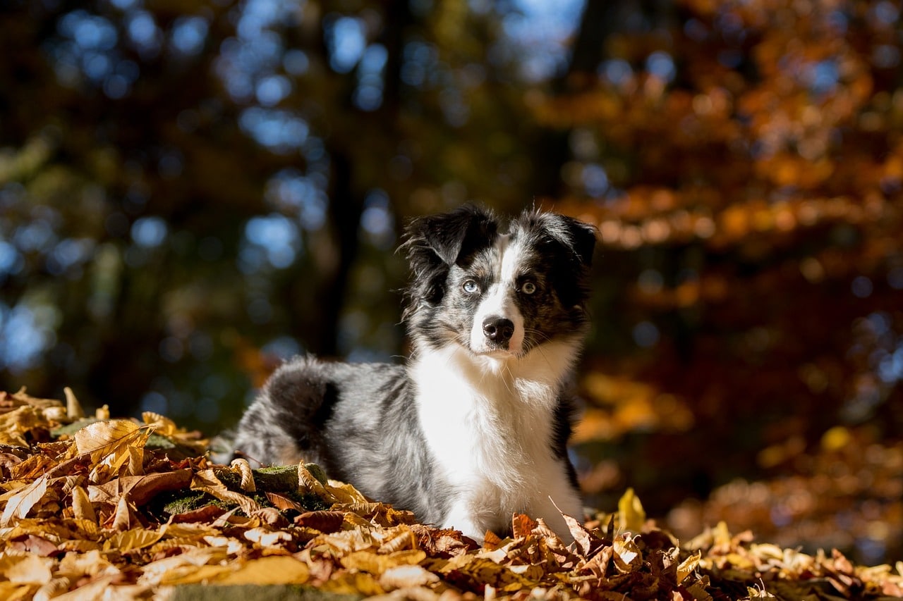 australian shepherd mini 1016059 1280