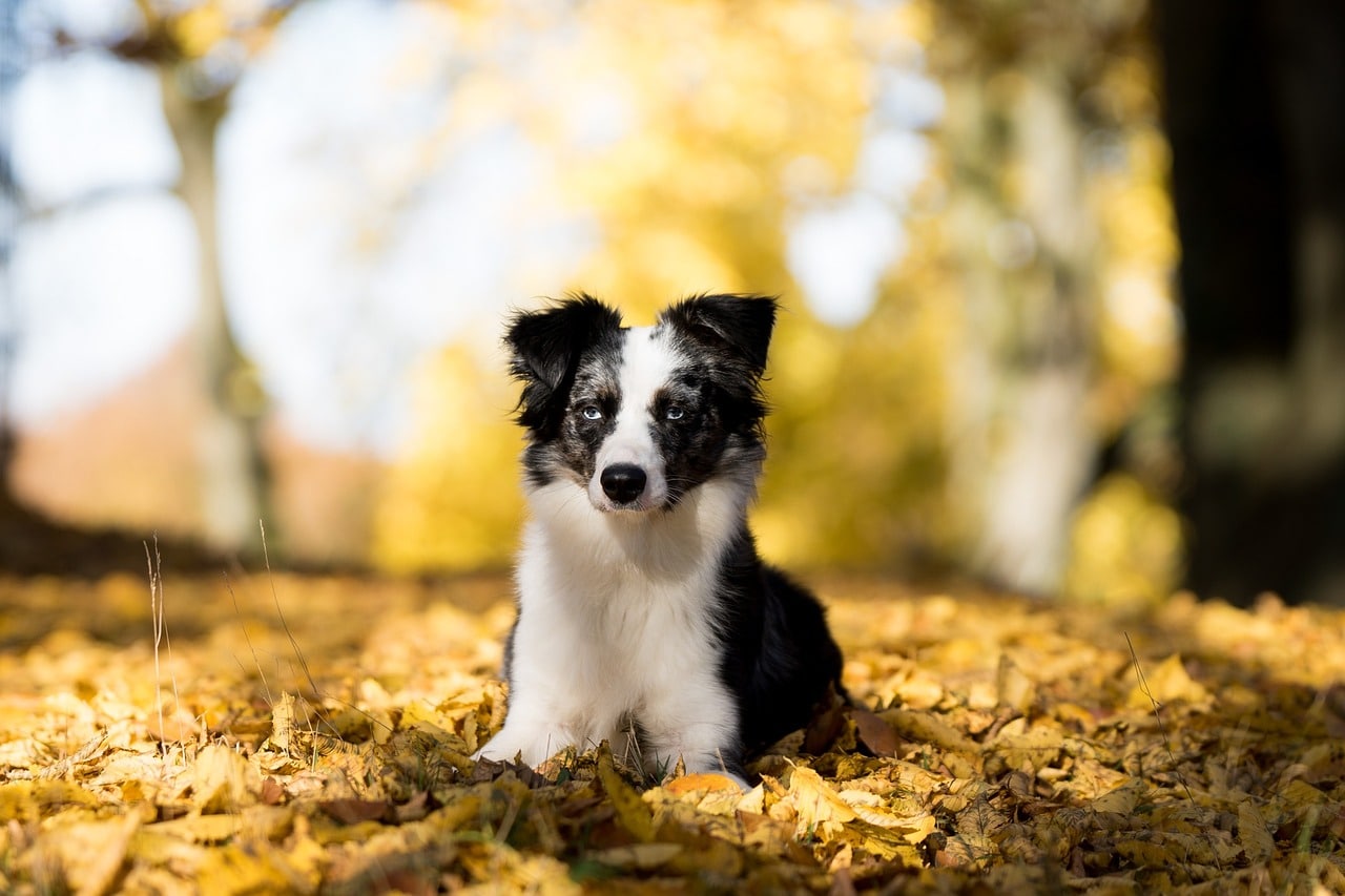 australian shepherd mini 1016060 1280 1