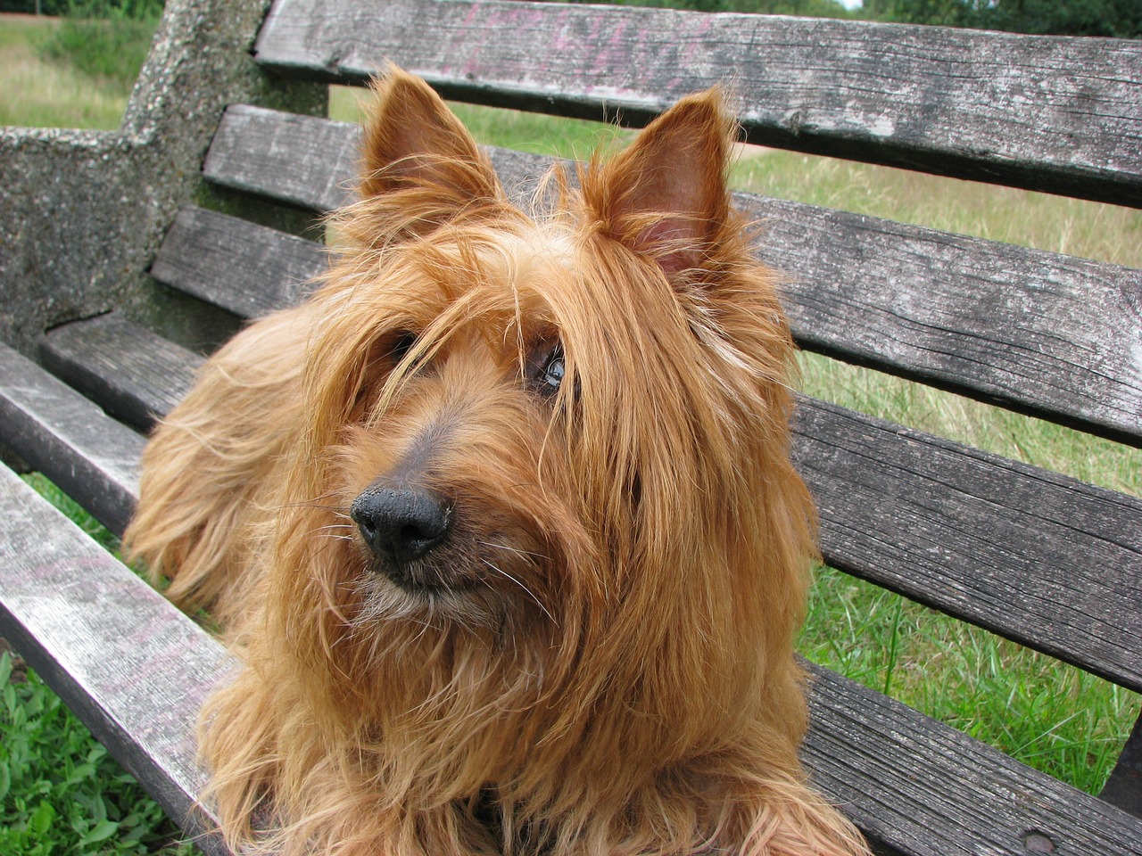 australian terrier 76296 1280