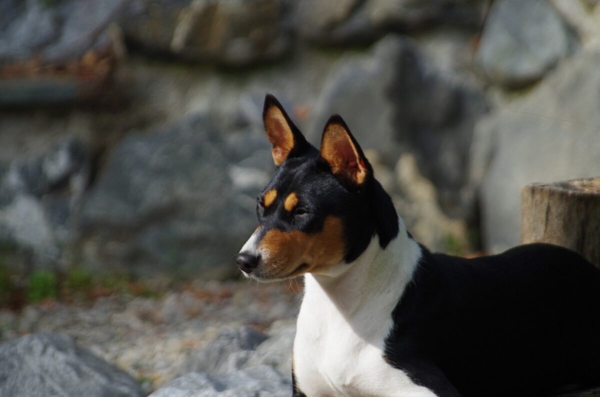 basenji 4561072 1280 e1730380710585