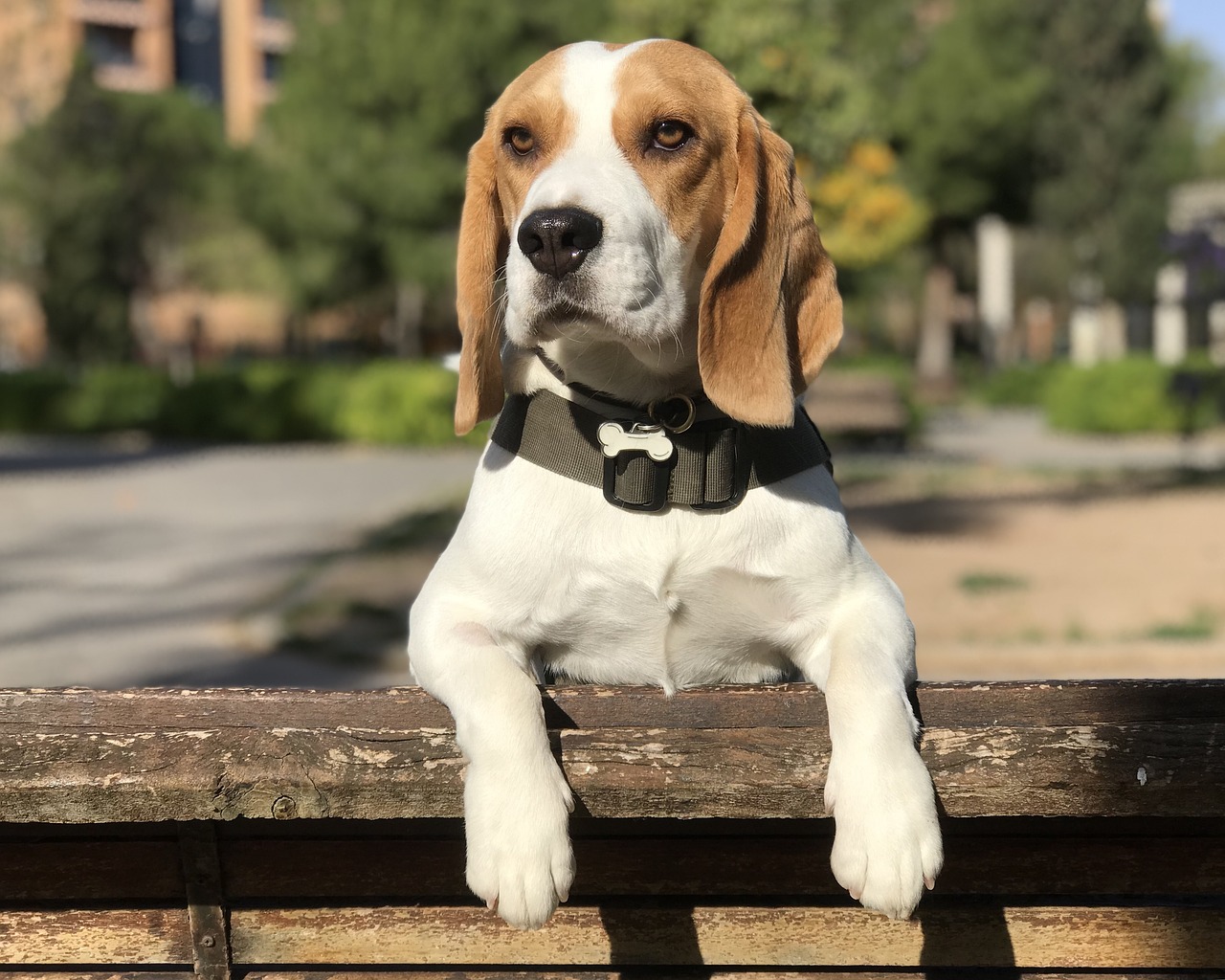 beagle 3439256 1280