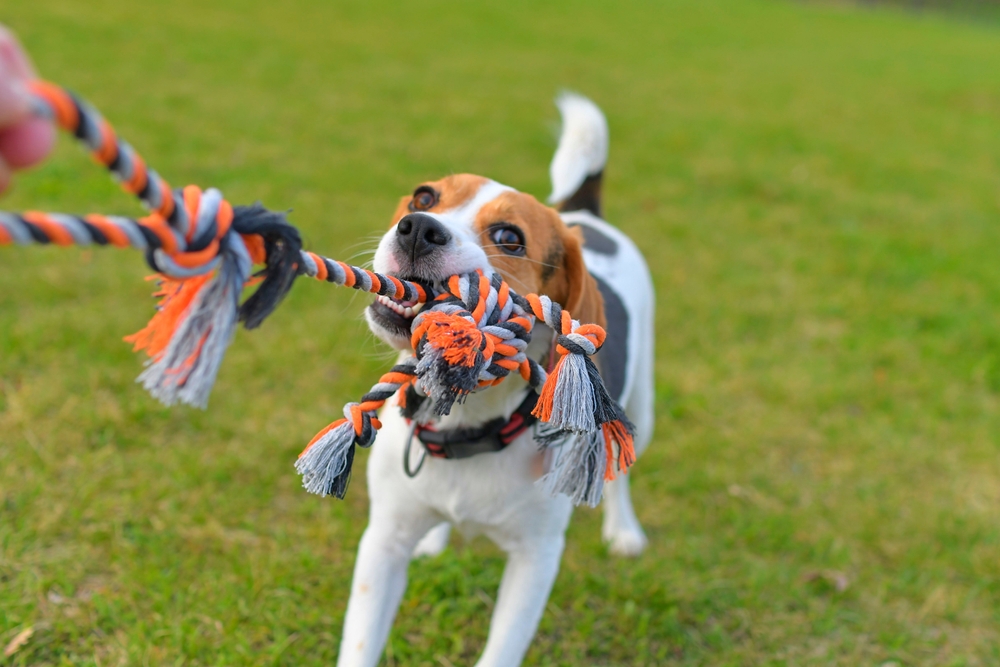 beagle dog pulls a rope and plays tug-of-war with his master