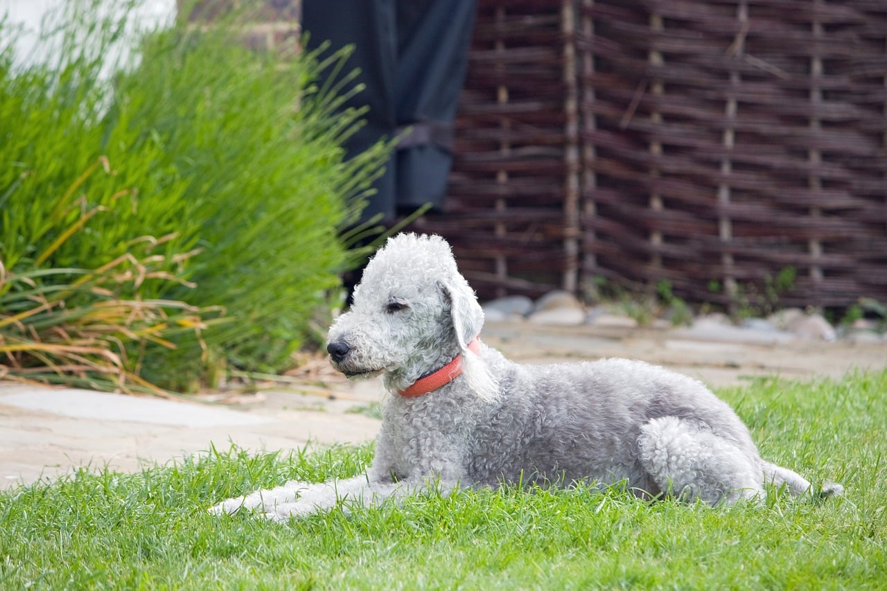 bedlington terrier 76572 1280