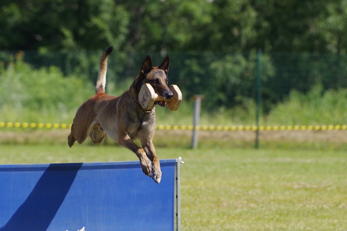 Belgian Malinois