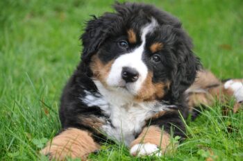 bernese mountain dog 1177074 1280 1 1 350x232 1