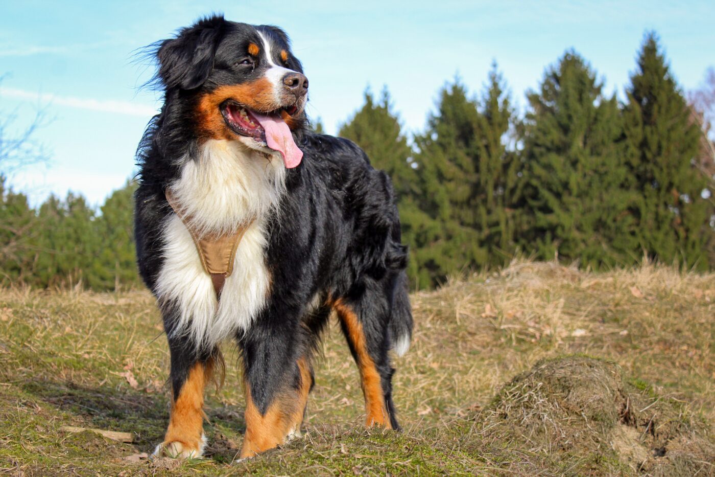 bernese mountain dog 15 1400x933 1