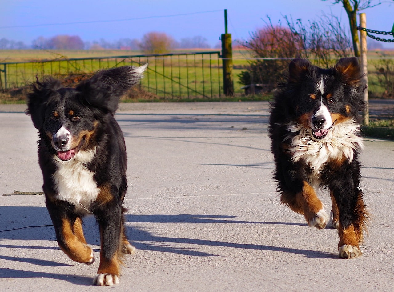 bernese mountain dog 2874290 1280