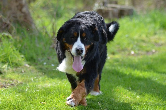 bernese mountain dog 4169837 1280 e1717054354358