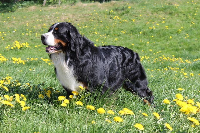 bernese mountain dog 4592631 640