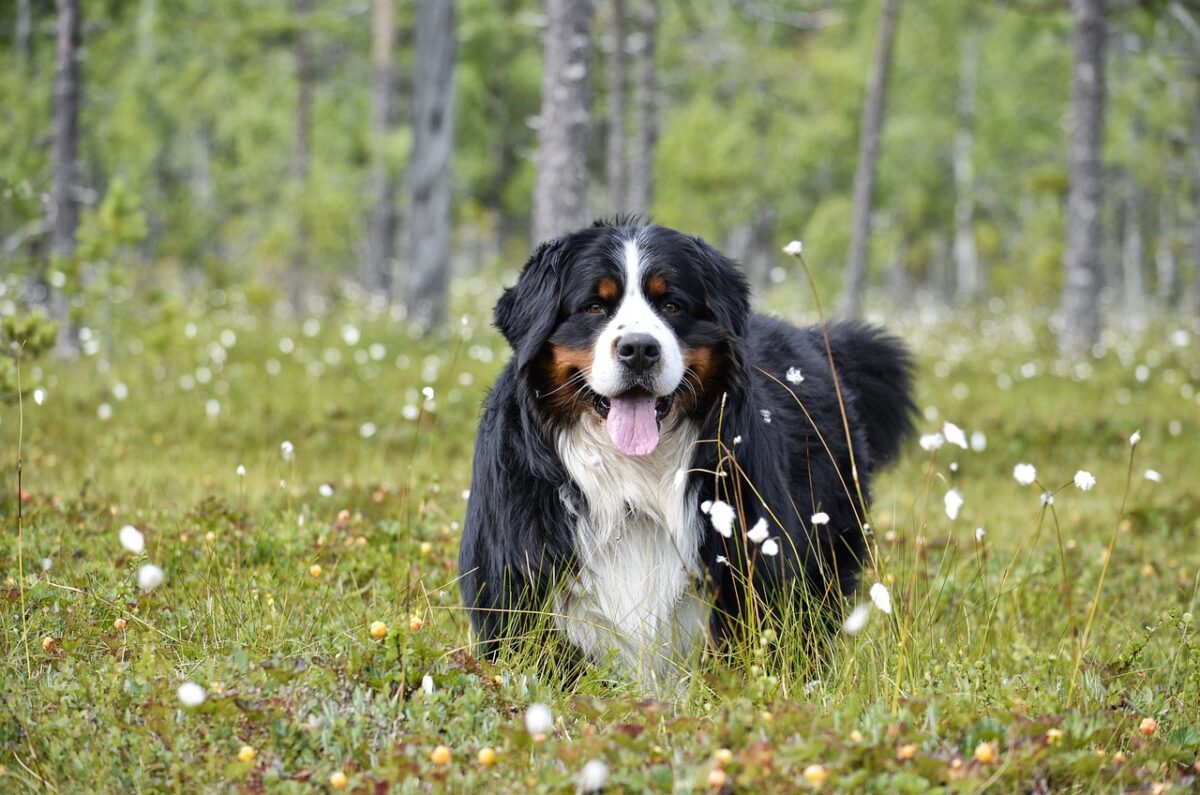 bernese mountain dog 5565002 1280 e1725090893215