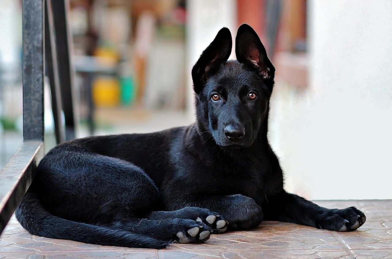 black german shepherd 2978323 1280