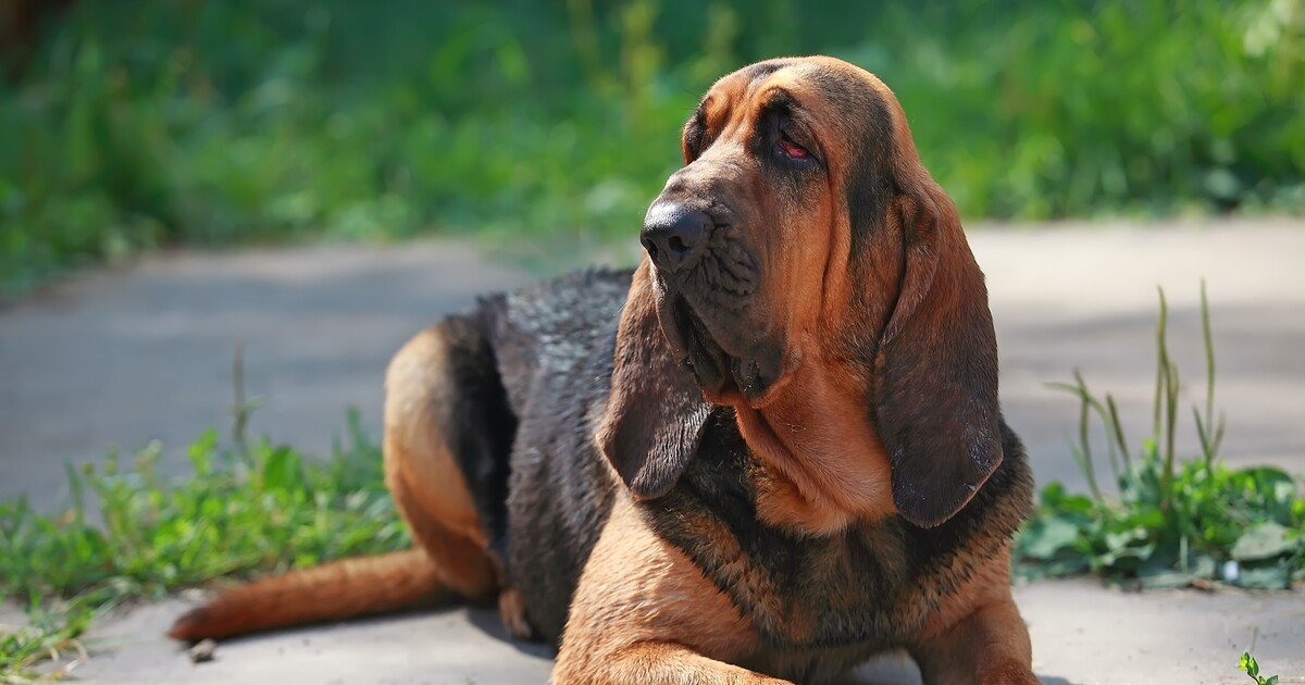 Best bathtub for Bloodhounds