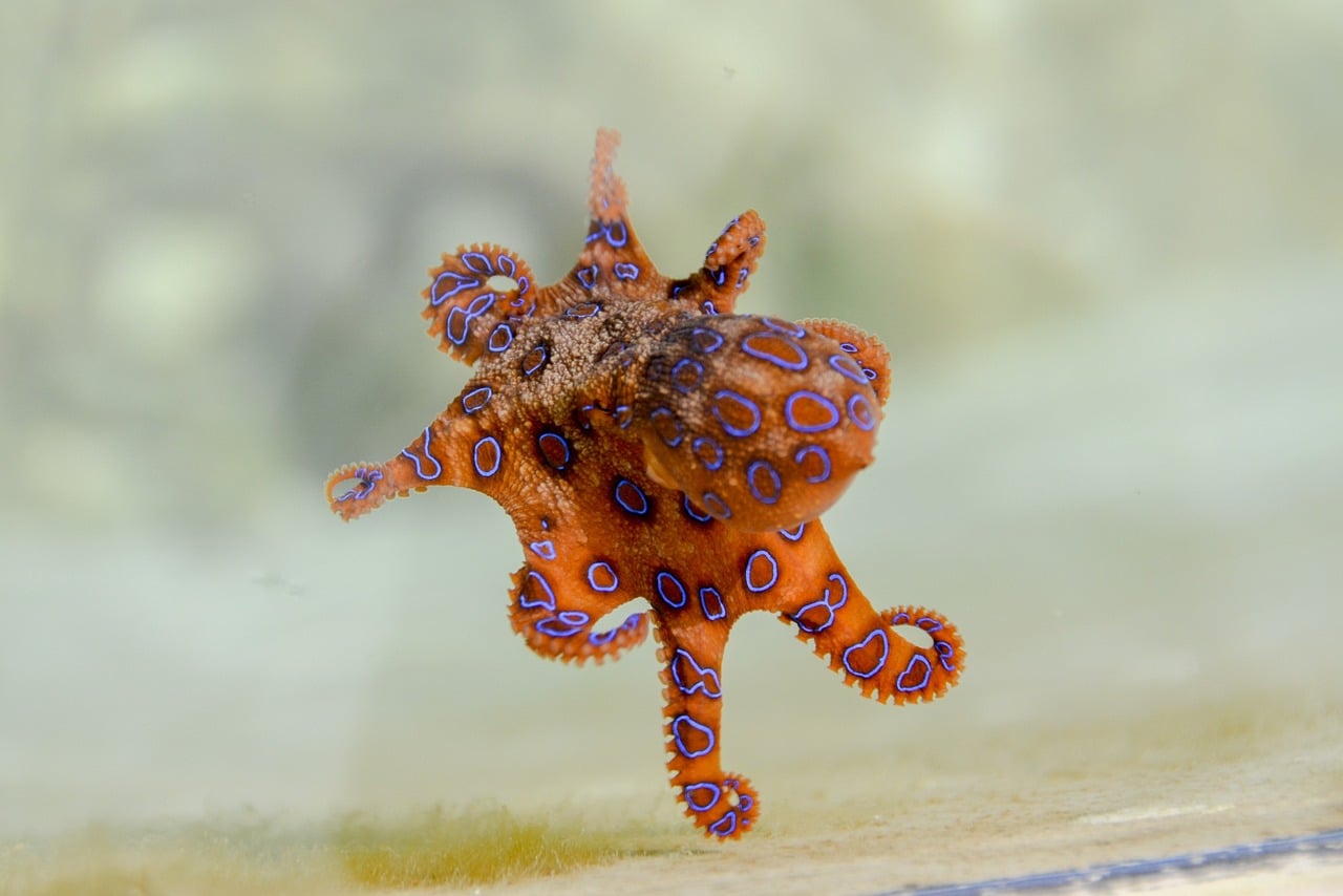 blue ringed octopus 2414408 1280