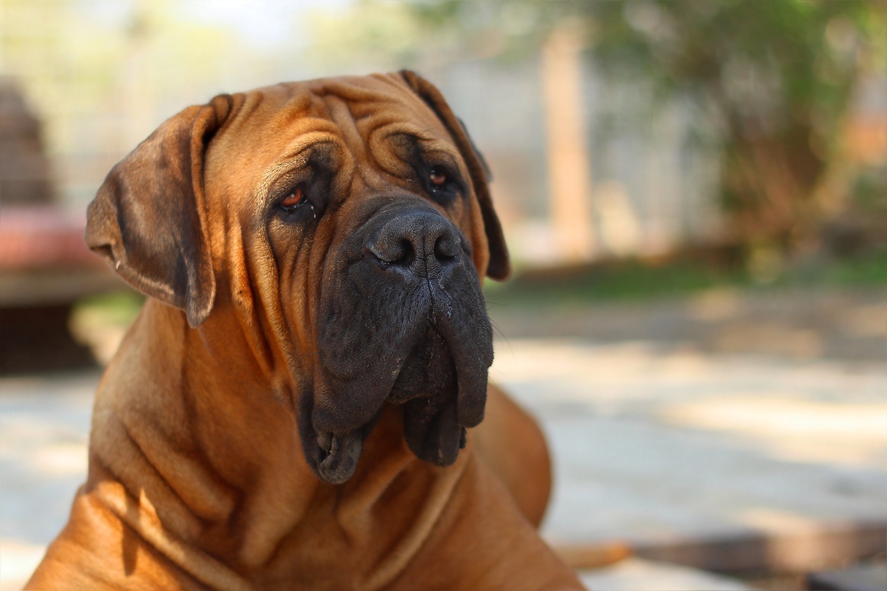 Boerboel