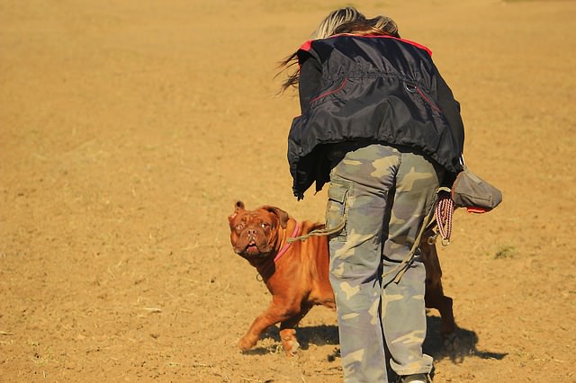 Dog scared of human