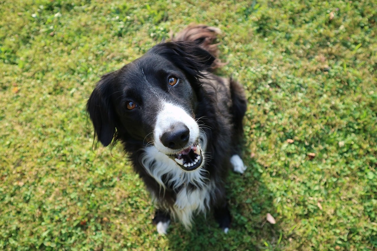 border collie 2531653 1280