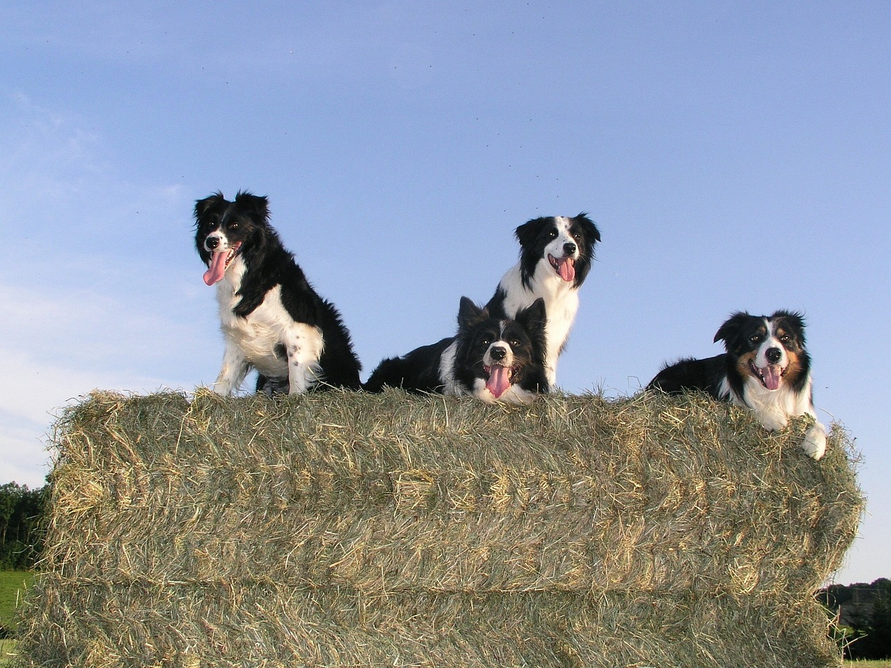 border collie 337451 1280