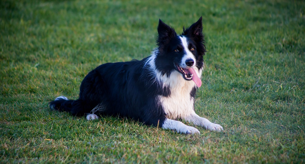 border collie 4163067 1280 1